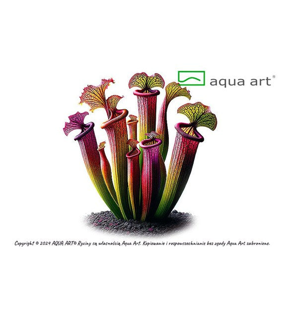 Sarracenia flava var atropurpurea