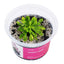Stylidium debilles