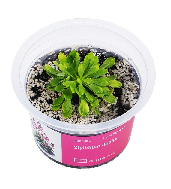 Stylidium debilles
