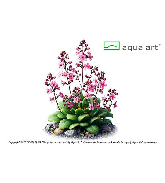 Stylidium debilles