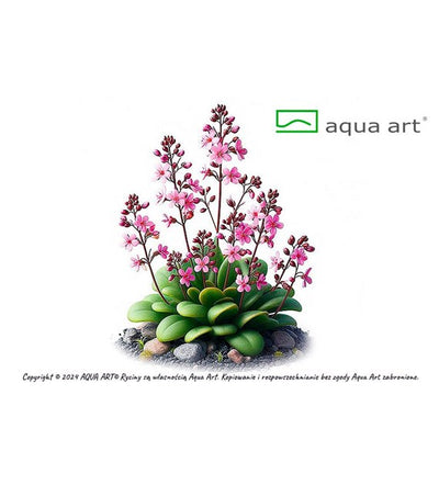Stylidium debilles