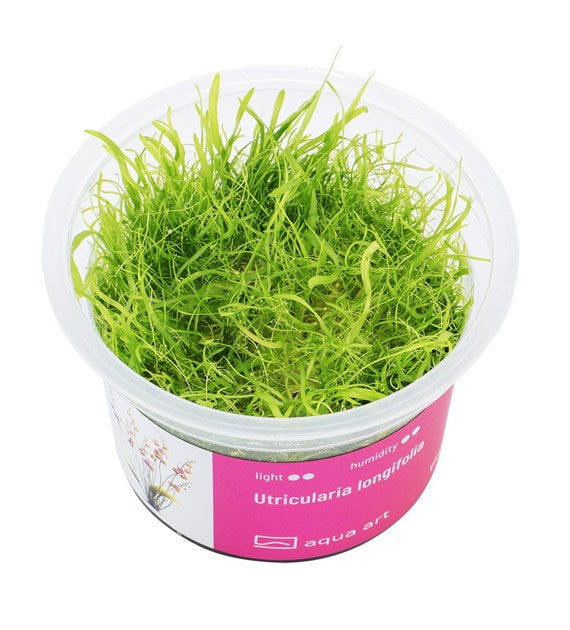 Utricularia longifolia