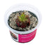 Pinguicula Roter Hybride