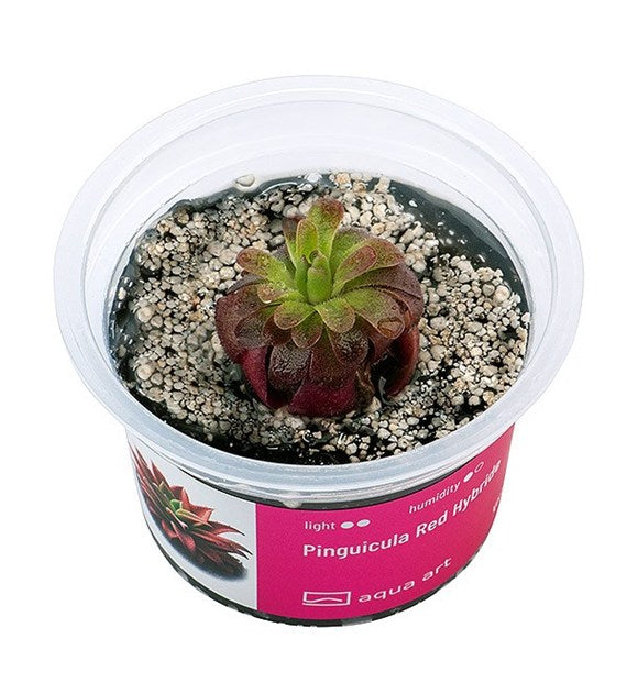 Pinguicula Roter Hybride