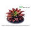 Pinguicula Roter Hybride