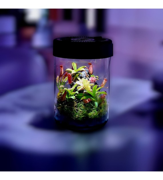 VivoVerde MikroTerrarium