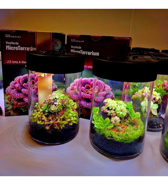 VivoVerde MikroTerrarium