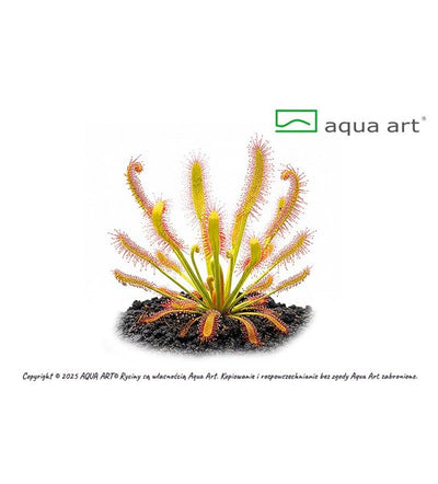 Drosera capensis