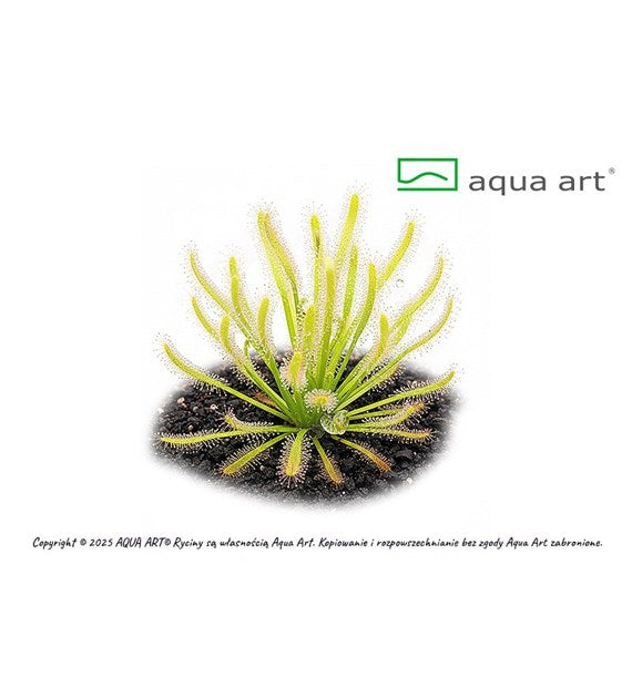 Drosera capensis 'albino'