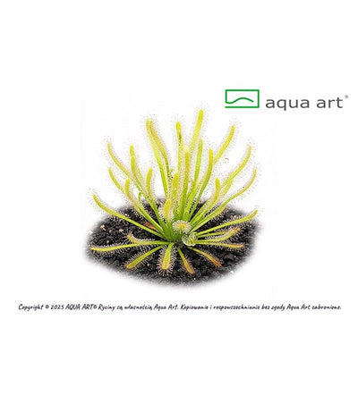 Drosera capensis 'albino'