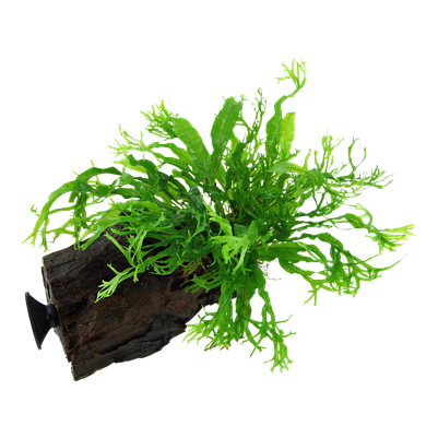 Microsorum pteropus 'Windeløv' auf Wurzel mit Sauger
