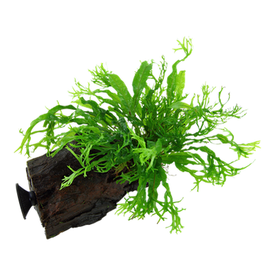 Microsorum pteropus 'Windeløv' auf Wurzel mit Sauger