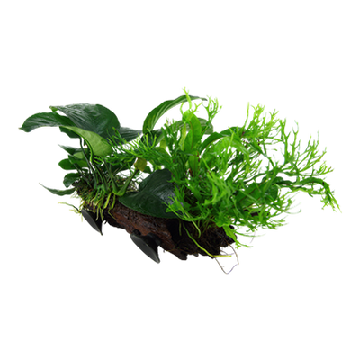 Microsorum sp. auf Wurzel mit Sauger - XL