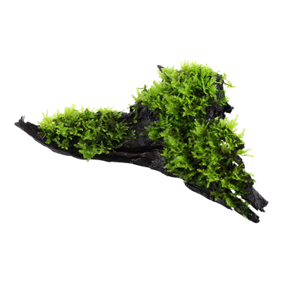 Vesicularia montagnei 'Christmas Moss' auf Wurzel