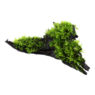 Vesicularia montagnei 'Christmas Moss' auf Wurzel