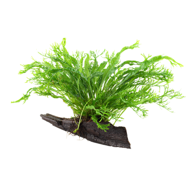 Microsorum pteropus 'Windeløv' auf Wurzel