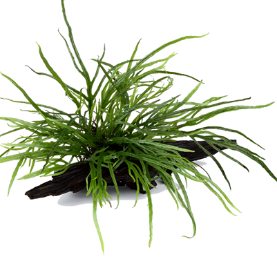 Microsorum pteropus 'Trident' auf Wurzel