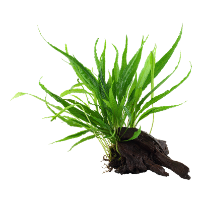 Microsorum pteropus auf Wurzel