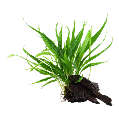 Microsorum pteropus auf Wurzel