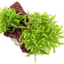 Pogostemon helferi auf Lavastein