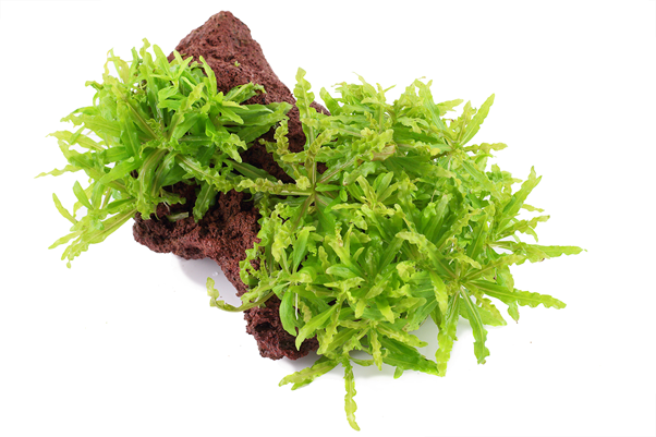 Pogostemon helferi auf Lavastein