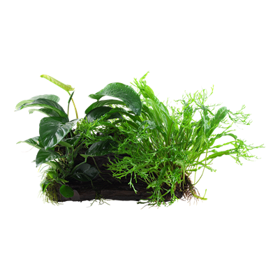 Microsorum - Anubias 'Duet' auf Wurzel - XL