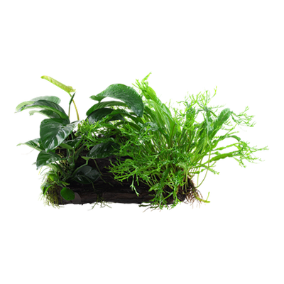 Microsorum - Anubias 'Duet' auf Wurzel - XL