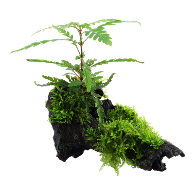 Hygrophila pinnatifida & moss auf Wurzel