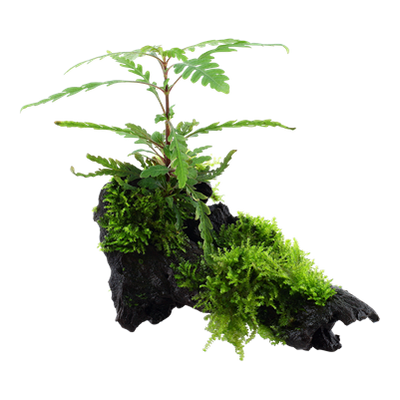 Hygrophila pinnatifida & moss auf Wurzel