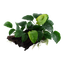 Anubias barteri sp. auf Wurzel - XL