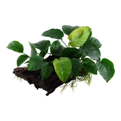 Anubias barteri sp. auf Wurzel - XL
