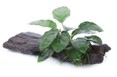 Anubias barteri nana auf Wurzel