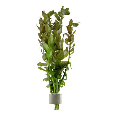 Bacopa caroliniana Bund