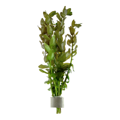 Bacopa caroliniana Bund