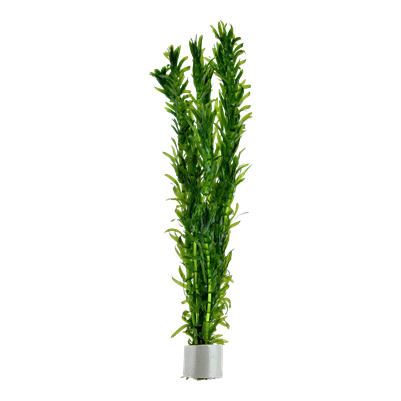Egeria densa Bund