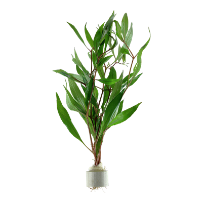 Hygrophila corymbosa Bund