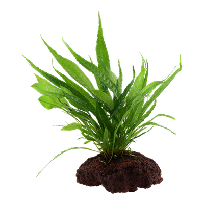 Microsorum pteropus auf Lavastein