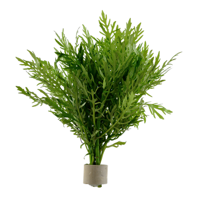Hygrophila difformis Bund