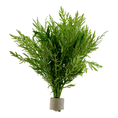 Hygrophila difformis Bund