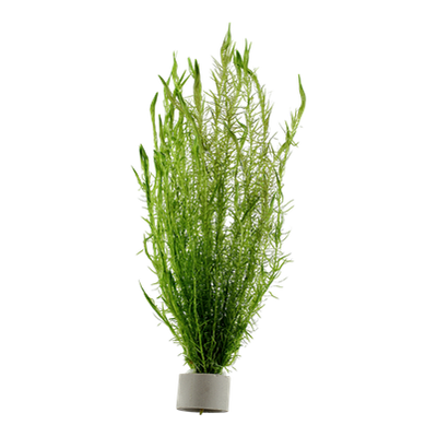 Mayaca fluviatilis Bund