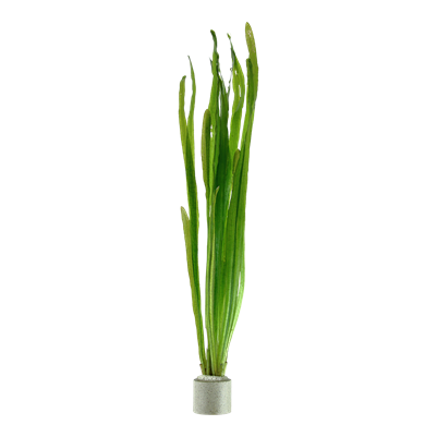Vallisneria americana 'Natans' Bund