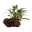 Cryptocoryne beckettii 'Petchii' auf Lavastein