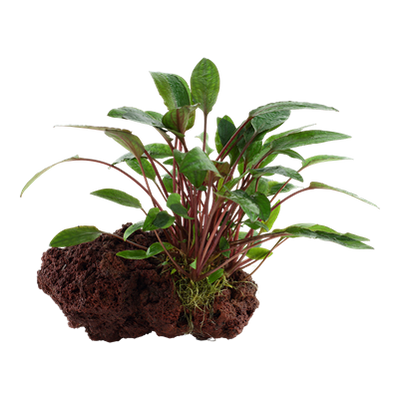 Cryptocoryne beckettii 'Petchii' auf Lavastein