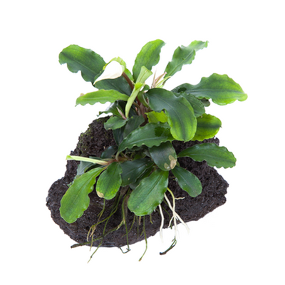 Bucephalandra pygmaea 'Bukit Kelam' auf Lavastein