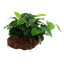 Anubias barteri nana auf Lavastein