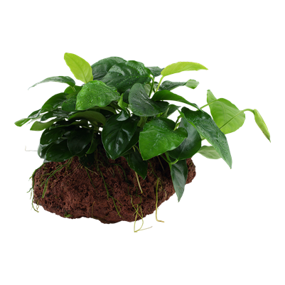 Anubias barteri nana auf Lavastein