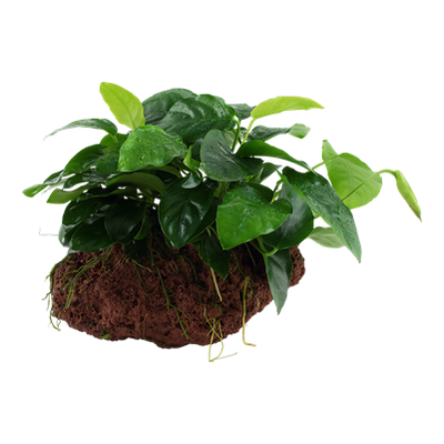Anubias barteri nana auf Lavastein