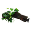 Anubias barteri nana auf Wurzel mit Sauger