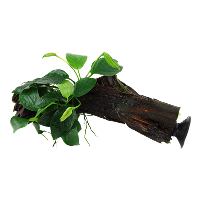 Anubias barteri nana auf Wurzel mit Sauger