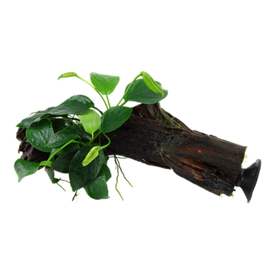 Anubias barteri nana auf Wurzel mit Sauger